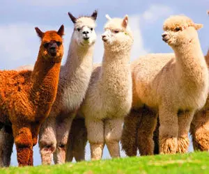 بدایع حیات وحش/شتر لاما با آفتاب بالانس و پشتک واروون داره از دست پلنگ فرار می کنه