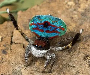 راز بقا؛ رقص عنکبوت برای پیدا کردن جفت، چه قر ریزی هم میاد