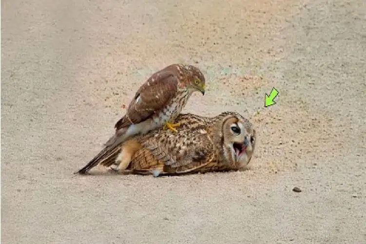 مستند حیات وحش؛ نبرد شب و روز؛ حمله برق‌آسای شاهین به جغد!