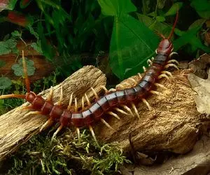 راز بقا؛ این مرد طوری هزارپای زنده رو میکنه تو حلقش که انگار داره پاستیل میخوره! 