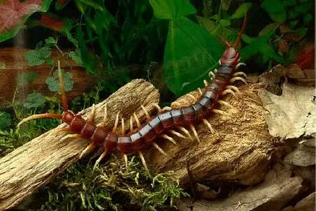 راز بقا؛ این مرد طوری هزارپای زنده رو میکنه تو حلقش که انگار داره پاستیل میخوره! 