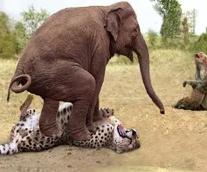 دیدنی رازبقا؛ فیل دده پلنگ چش قشنگه رو که قصد خوردن توله شو داشت دوخت به زمین