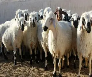 (جدول) قیمت دام زنده امروز ۲۰ بهمن ۱۴۰۳