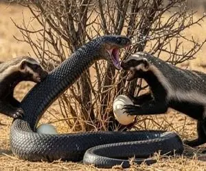 حیات وحش مصنوعی؛ عناد بیدادگرانه راکون و پیتون غول برای حراست از تخم