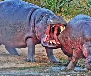 مستند حیات وحش؛ اسب آبی سر جفت مود علاقه اش جوی رقیب رو گاز گرفت دندونش موند توش