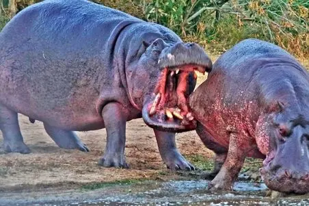 مستند حیات وحش؛ اسب آبی سر جفت مود علاقه اش جوی رقیب رو گاز گرفت دندونش موند توش