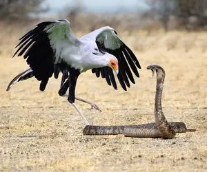 بدایع حیات وحش / پرنده منشی مار رو مثل نودل هورت میکشه برای حفاظت زیست محیطی