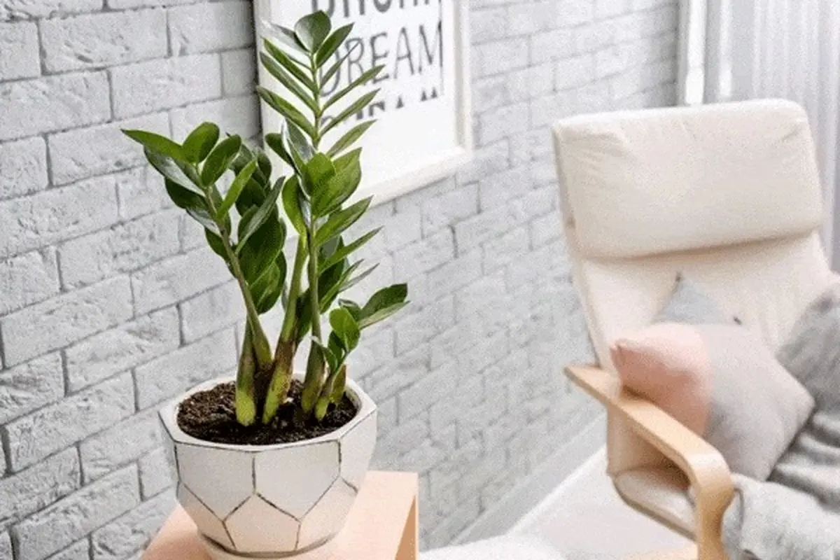 نور-زاموفیلیا