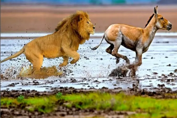 جذابیت حیات وحش؛ خر بدو شیر تورو نگیره در ساوانا