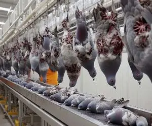 کارخانه حیوانات؛ پای کبوتر زنده رو بست از کوره آتیش رد کرد قوام پیدا کنه رنگی زیبا شه