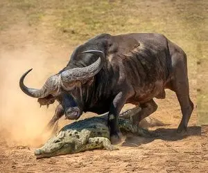 از جذابیت های حیات وحش؛ عاقبت وحشتناک تمساحی که میخواست بوفالو شکار کنه پاره کردنش