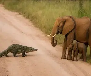 مستند حیات وحش؛ فیل جسور برای حراست از فرزند تمساح مهاجم را له کرد