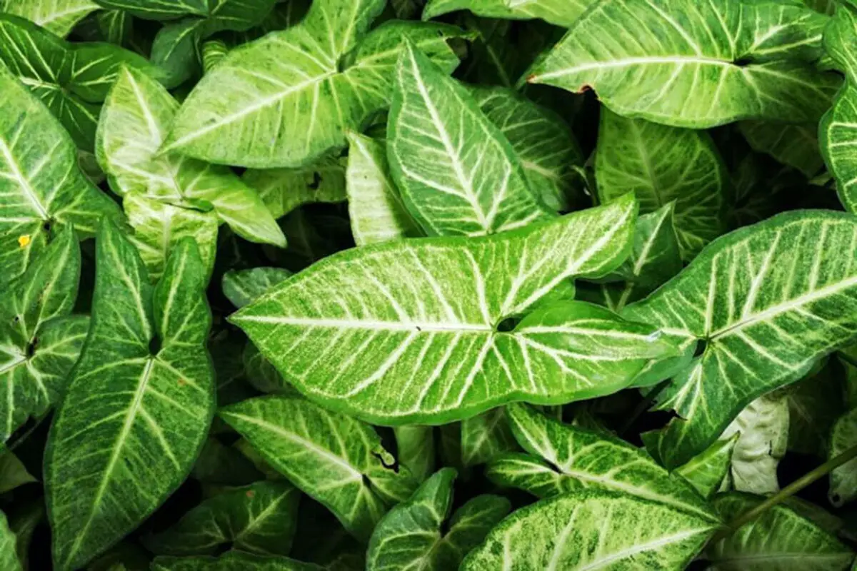 یمن1
