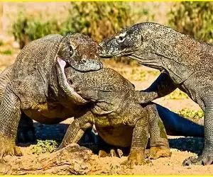 از بدایع حیات وحش؛ کومودو جلاد سر رفیقشو با دندون برید خونی که فواره زدو خورد