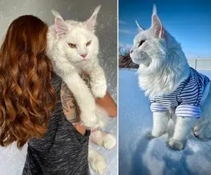 (عکس) غول پیکرترین گربه دنیا را دیده اید؟