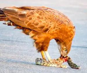 مستند حیات وحش؛ عقاب وقت ناهار مار خورد