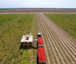 کشاورزی مدرن؛ برداشت میلیارد ها گوجه فرنگی در کالیفرنیا نشا هارو با ماشین میکارن