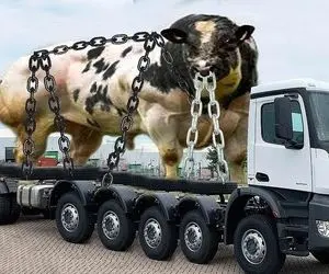 گاو های وحشی؛ گاوهایی که به قدری ناآرام و عصیانگر هستند روی 18 چرخ قل و زنجیر کردنشون