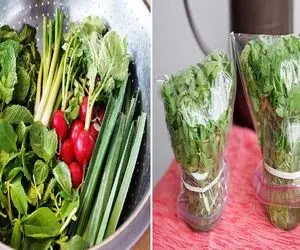 جلوگیری از پلاسیدن سبزی خوردن / ساده ترین راه تازه نگه داشتن سبزی به مدت 2 هفته