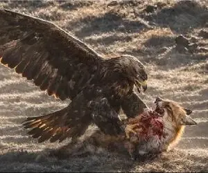 مستند حیات وحش؛ عقاب چنگالش رو عین نیزه فرو میکنه تو بدن روباه تناول کنه