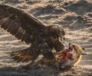 مستند حیات وحش؛ عقاب چنگالش رو عین نیزه فرو میکنه تو بدن روباه تناول کنه