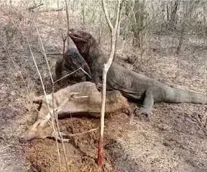 مستند حیات وحش؛ کومودو سفاک کله آهو رو مثل اسباب بازی کند