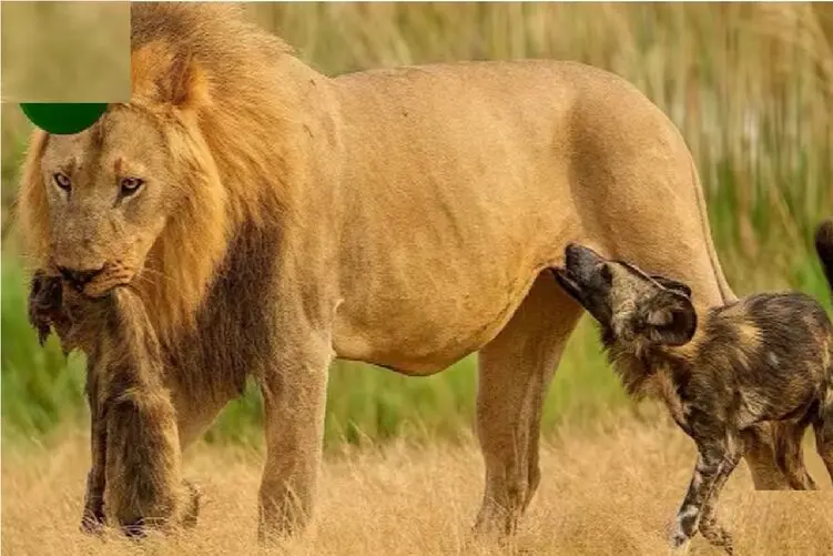 مستند حیات وحش؛ نبرد مرگبار سگ‌های وحشی با شیر