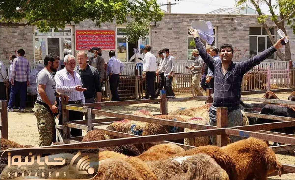 قیمت دام زنده امروز ۲۶ آبان ۱۴۰۳/ گوسفند زنده در تهران گران شد