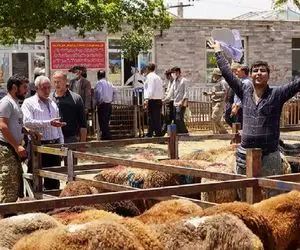 قیمت دام زنده امروز ۲۶ آبان ۱۴۰۳/ گوسفند زنده در تهران گران شد