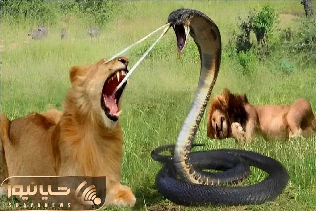مستند حیات وحش / جدال حقیرانه سلطان جنگل و مار مرگبار برای لاشخوری از عقاب