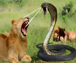 مستند حیات وحش / جدال حقیرانه سلطان جنگل و مار مرگبار برای لاشخوری از عقاب