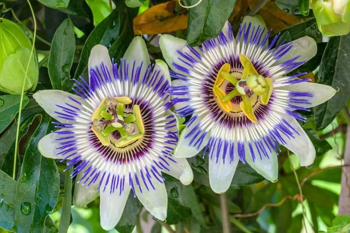 گیاهان رونده مناسب دیوار