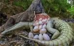 مستند حیات وحش؛ کومودو سفاک شکم تمساح پاره کرد تخم هاشو ببلعه