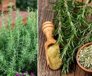 نحوه کاشت رزماری در گلدان / طعم دهنده بی نظیر واسه غذاست مهمون با اولین قاشق حظ میکنه