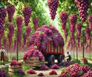 کشاورزی بدیع؛ انگورهای تاکستانش شده شبیه لوستر براق و درشت دستچین میکنه نریزه