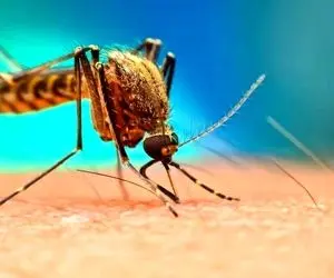 هشدار شیوع پشه آئدس در ۷ استان؛ پیک تب دنگی در راه است؟