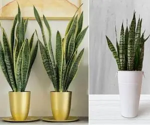 علت لول شدن و پیچ خوردن برگ های سانسوریا؛ با این برگ شمشیری ها خونتو خوشگل تر کن