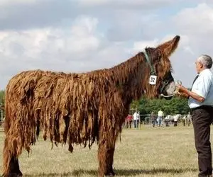 خر پواتو با گوش هایی که از بلندی رو زمینه / غول پیکر ترین الاغ 500 کیلویی اهل فرانسه