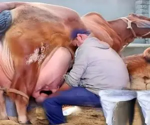 فرآوری گاو؛ گاو هاشون ماشالله اینقدر شیر دارن که چند نفری میشینن به دوشیدن