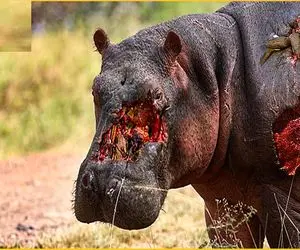 از جذابیت‌های حیات وحش؛ کرگدنا با تشریک مساعی زمستون سر میکنن تا طعمه شیر نشن