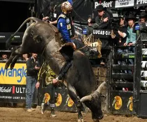 استقامت خونین؛ گاو کفتار صفت غول تو مسابقه گاوچرون و با مخ کوبید به زمین الفرار