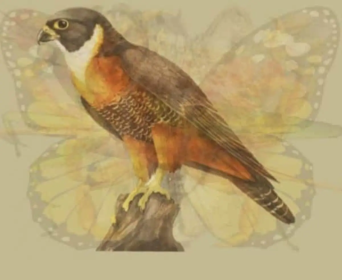 The Falcon