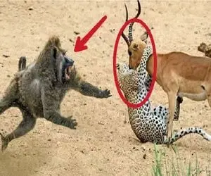 مستند حیات وحش؛ بابون عین فرشته نجات ایمپالا رو از چنگ پلنگ میرهانه