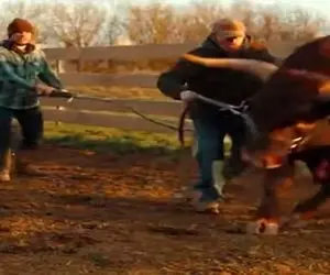 دامداری نوین؛ گاو اعصابش از دست صاحبش خرد شد افسارشو کشید در رفت لاتیه برا خودش
