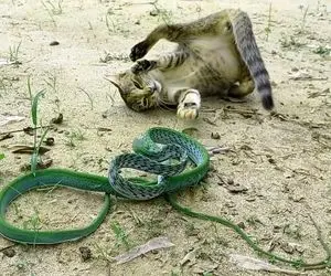 مستند حیات وحش؛ گربه ای که مار سبز نیشش زد چَپه شد اما نمُرد