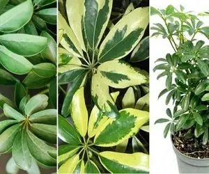 پنج روش نجات  گیاهان آپارتمانی که برگاشون زرد شده / قاتلشون نباش ناجیشون شو