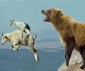 جذابیت حیات وحش؛ خرس برای شکار بز کوهی با زندگیش قمار کرد