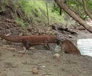 مستند حیات وحش؛ کومودو ملعون آهو رو از باتلاق میکشه بیرون که بکنه تو کُمبش