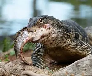 مستند حیات وحش؛ کومودو تونست کپور میگیره ماهیگیر نه