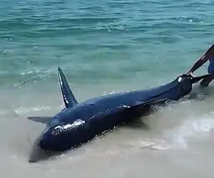 معماری طبیعت؛ این خارجیا جرئت دارنا کوسه اومده ساحل مرد دمشو گرفته انگار اسباب بازیه